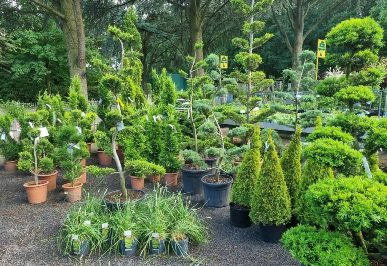 Gehölze Der Pflanzgarten