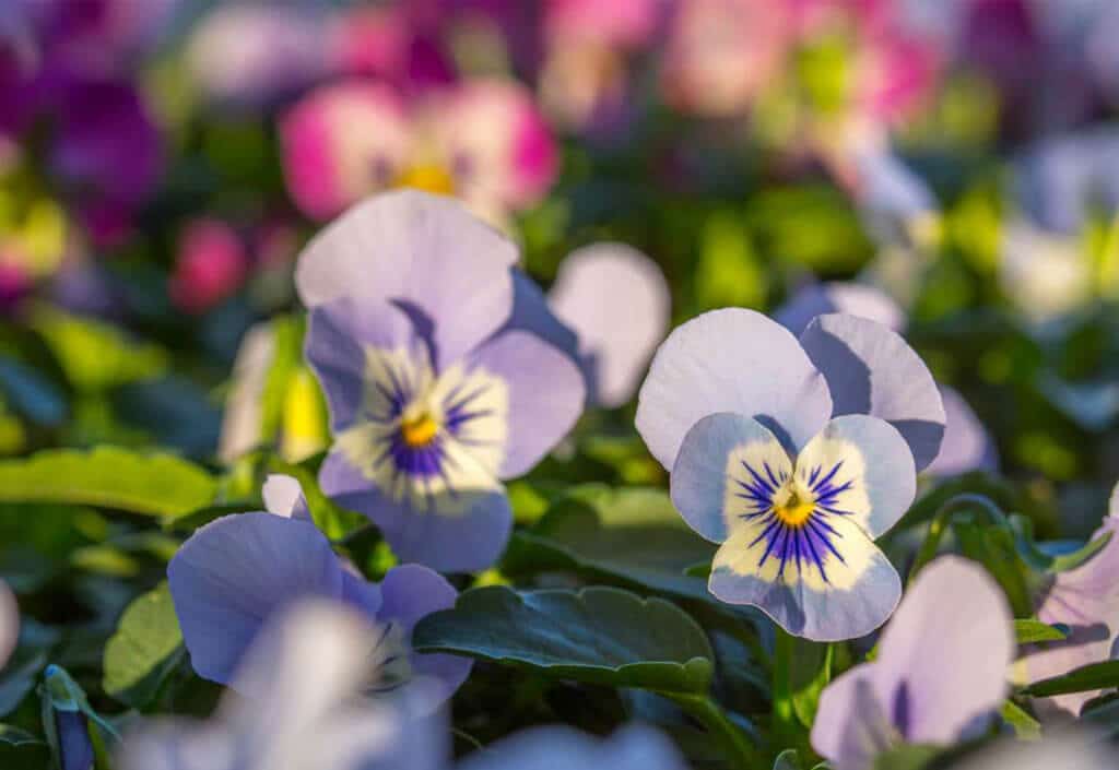 Lilane Primeln im Frühling