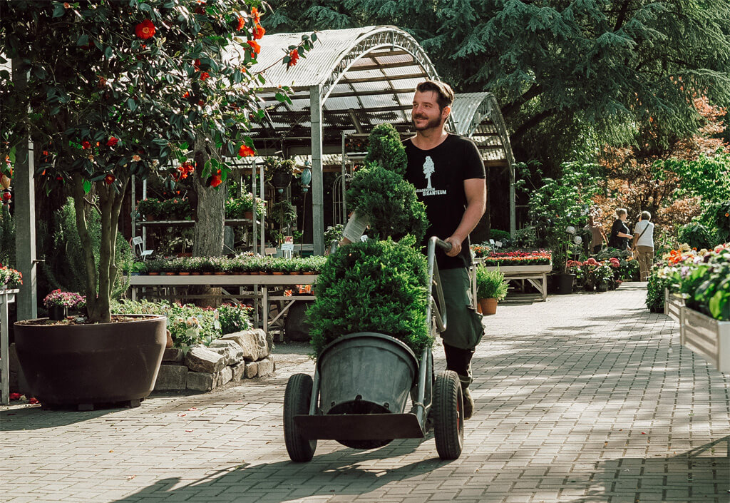 Mitarbeiter transportiert eine Pflanze der Pflanzgarten