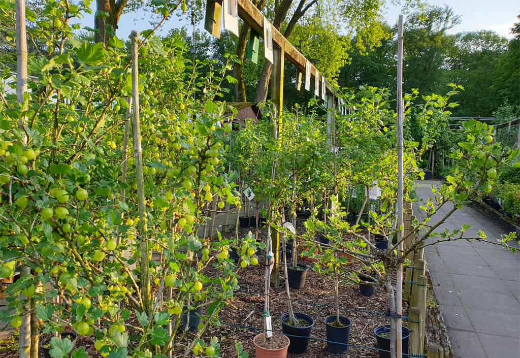 Obstgehölze Weintrauben