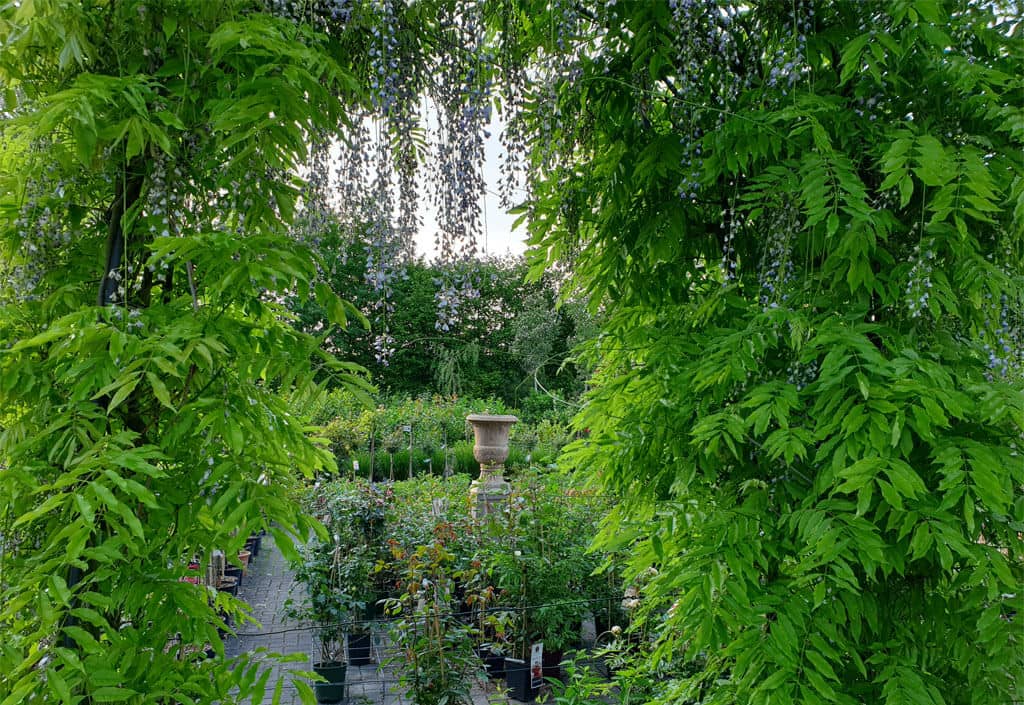 Bewachsener Rosenbogen der Pflanzgarten