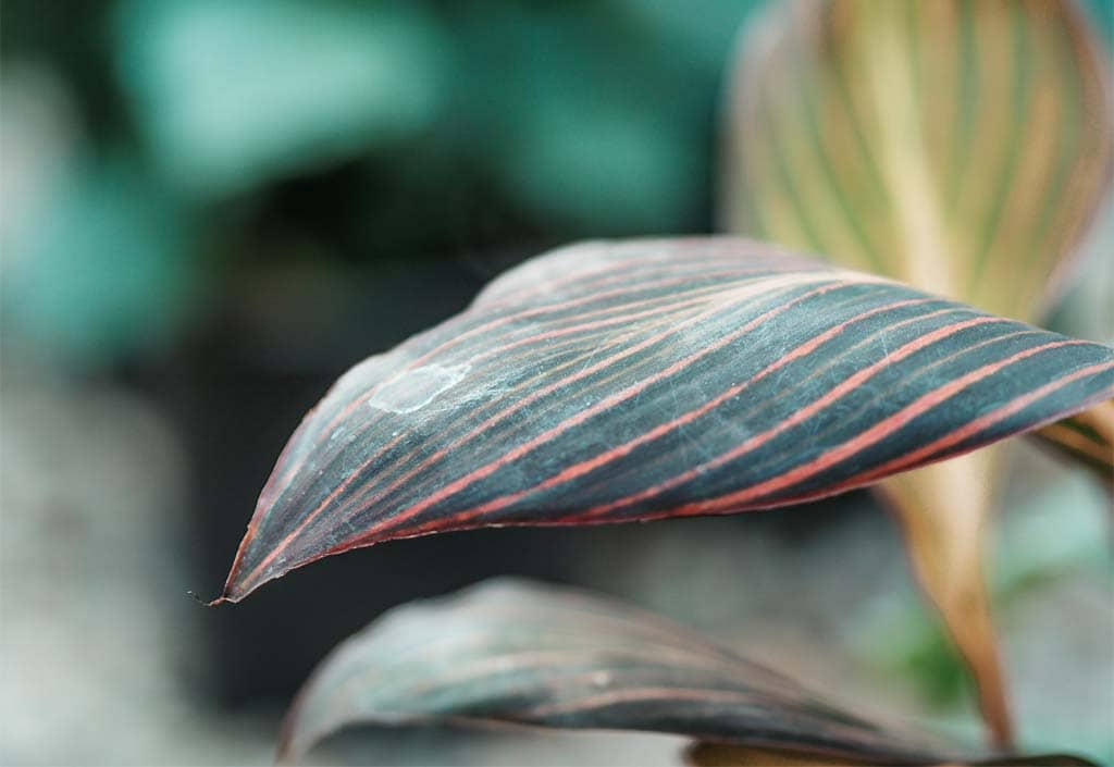 Sommerblumen Nahaufnahme eines grünen Blattes mir roten Streifen