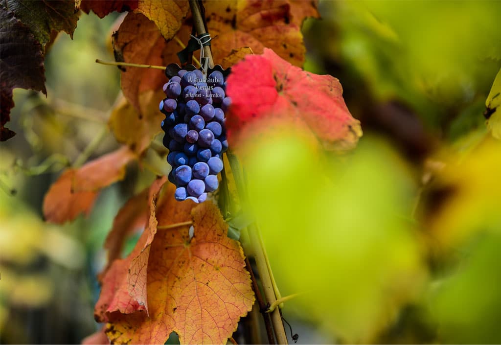 Weinrebe der Pflanzgarten